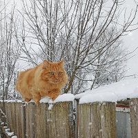 Кот Семён :: Светлана Кузнецова