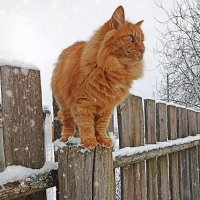 Кот Семён :: Светлана Кузнецова