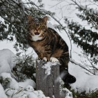 Такого снегопада давно не помнят здешние места :: Роман Пацкевич