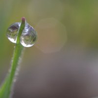 Водяное сердечко...две капельки - росинки... :: Надежда Куркина Водяное сердечко...две капельки - росинки... :: Надежда Куркина