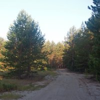Дорога в лес. :: ВикТор Быстров
