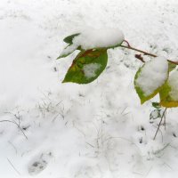 Снежная шубка :: Ирина Олехнович Снежная шубка :: Ирина Олехнович