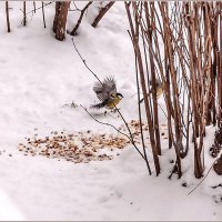 Снегопад... :: Aquarius - Сергей