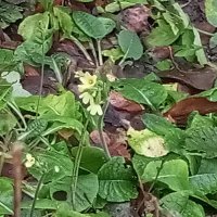 Примула :: Сапсан 