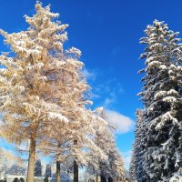 Осень :: Сапсан 