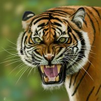 Тигр :: Наталия Львова Тигр :: Наталия Львова