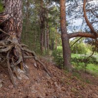 Сосны :: **** vedin Сосны :: **** vedin