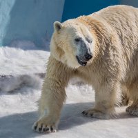 Белый :: SanSan 