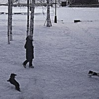 Утро декабря...Два игривых песика! :: Владимир 