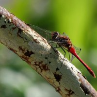 Живность :: Роман Савоцкий Живность :: Роман Савоцкий