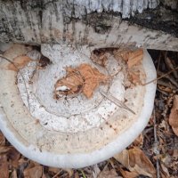 про грибы :: Елена Шаламова про грибы :: Елена Шаламова