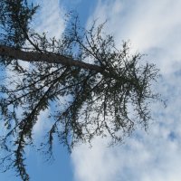 ........ :: Елена Шаламова ........ :: Елена Шаламова