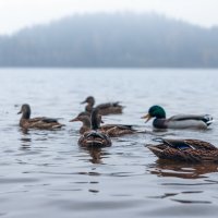 Кавголовское озеро :: skijumper Иванов