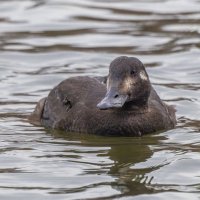 турпан. :: юрий макаров