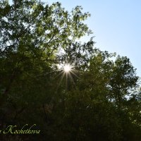 Природа Крыма :: Amazing Cosmea