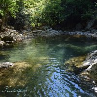 Природа Крыма :: Amazing Cosmea