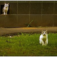 Позирование :: Владимир Кроливец Позирование :: Владимир Кроливец