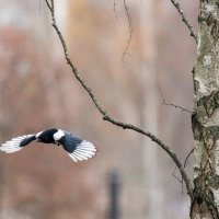 Сорока. :: Владимир Безбородов