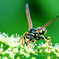 Макро мир вокруг нас... :: Николай Саржанов Макро мир вокруг нас... :: Николай Саржанов