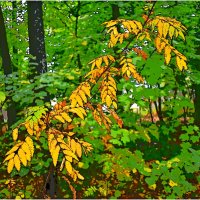 ОСЕНЬ :: Юрий Владимирович 34 ОСЕНЬ :: Юрий Владимирович 34