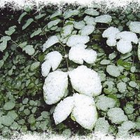 Сегодня снег, а завтра грязь ... :: VasiLina * Сегодня снег, а завтра грязь ... :: VasiLina *