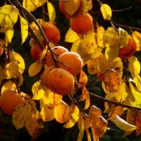 Дары осени :: Юрий. Шмаков Дары осени :: Юрий. Шмаков