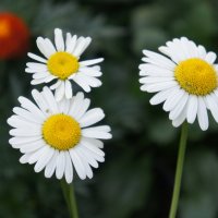 Ромашковое трио. :: сергей ермошкин Ромашковое трио. :: сергей ермошкин