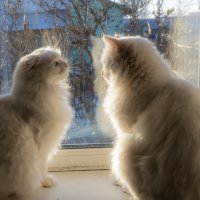 Общение у окна. :: Сергей Ц