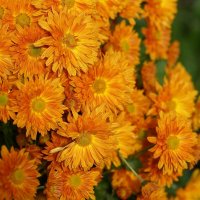 Прошедшей осени приметы :: Татьяна Тюменка Прошедшей осени приметы :: Татьяна Тюменка