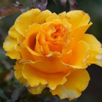 Прошедшей осени приметы :: Татьяна Тюменка Прошедшей осени приметы :: Татьяна Тюменка