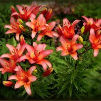 Лилии :: Валентина Надсон