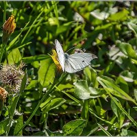 Капустная белянка :: Aquarius - Сергей Капустная белянка :: Aquarius - Сергей