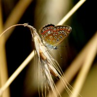 опять про бабочек...146 :: Александр Прокудин