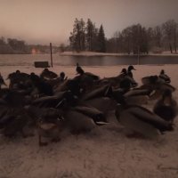 Утки :: Сапсан 