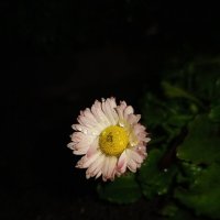 Астра :: Сапсан 