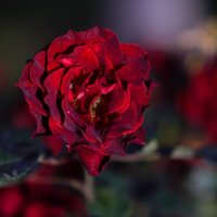 Зрелая черная роза. :: Юрий Полторыхин. Зрелая черная роза. :: Юрий Полторыхин.