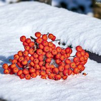 ... :: Светлана Ищенко