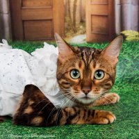 ... :: Светлана Ищенко