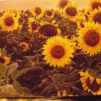 Подсолнухи мои ! :: Валерий Кокорев Подсолнухи мои ! :: Валерий Кокорев
