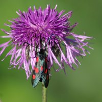 Пестрянка таволговая :: Любовь Сахарова