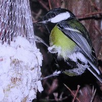 Любительница сала :: Людмила Смородинская Любительница сала :: Людмила Смородинская