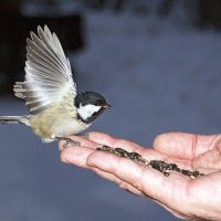 Можно и покушать! :: Галина Нестратова