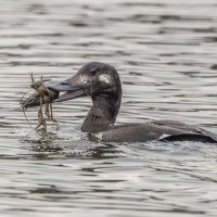 турпан. :: юрий макаров турпан. :: юрий макаров