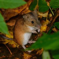 Полевая мышь :: Лина Полевая мышь :: Лина