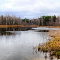 Зима в начале декабря. :: Милешкин Владимир Алексеевич Зима в начале декабря. :: Милешкин Владимир Алексеевич