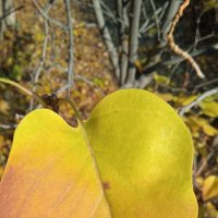 осенняя сирень :: Елена Шаламова