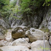 Природа Крыма :: Amazing Cosmea