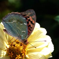 Бабочка  на  цветке :: Валентин Семчишин