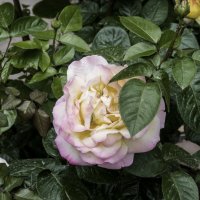 Глория Дей :: Валентин Семчишин Глория Дей :: Валентин Семчишин