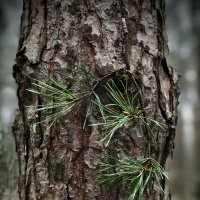 Сосенка. :: Любовь 